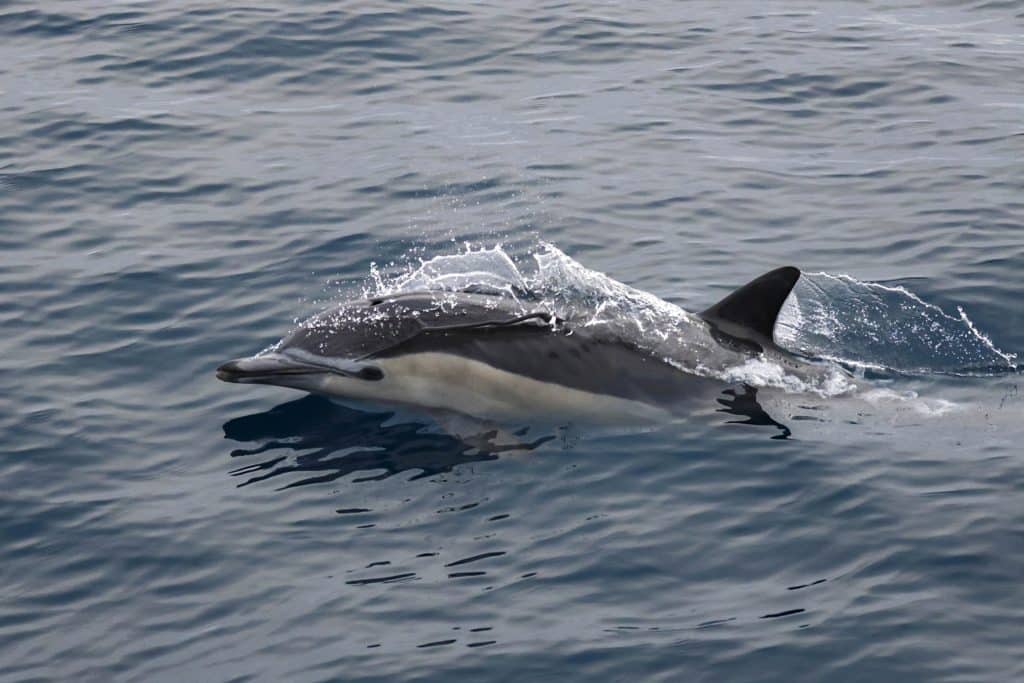 20250808 0K2A9896 | San Diego Whale Watch 22