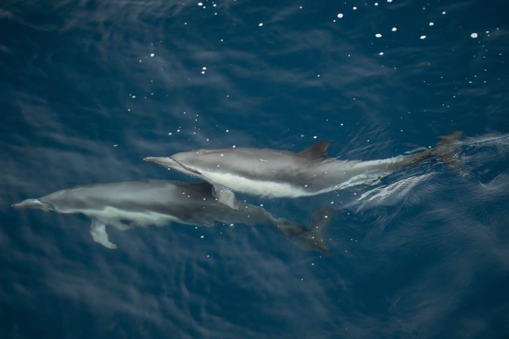 20250808 DSC2429 | San Diego Whale Watch 18