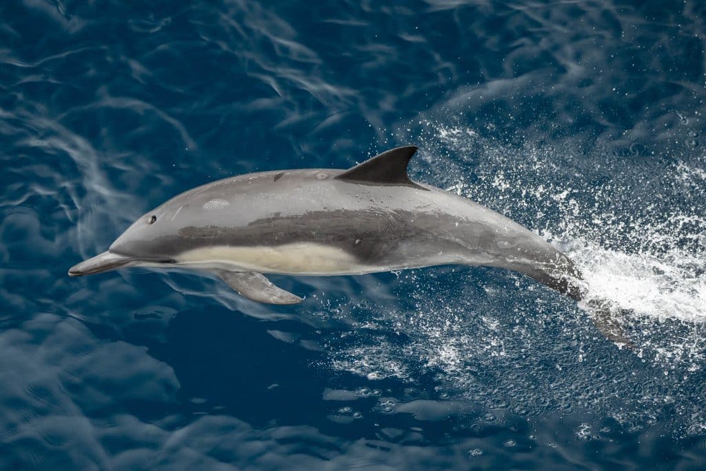 20250808 DSC2480 | San Diego Whale Watch 16
