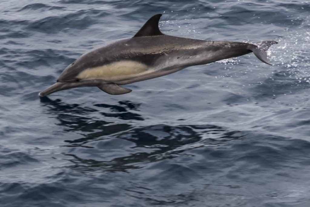 20250809 0K2A1558 | San Diego Whale Watch 13