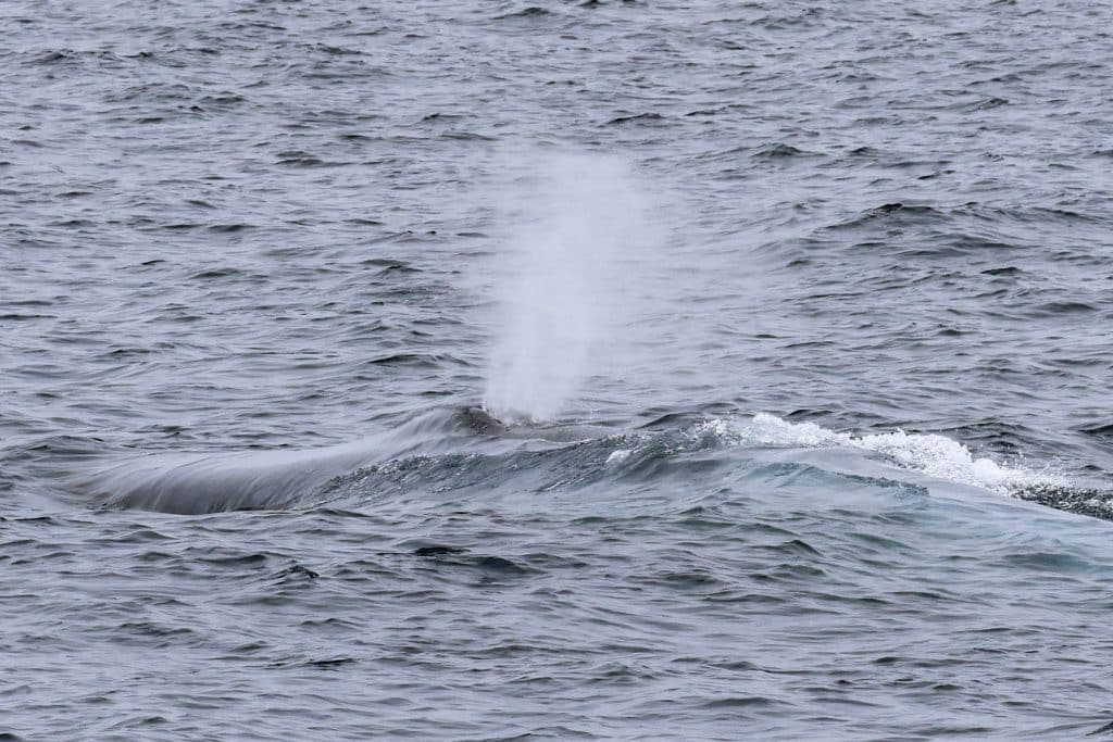 20250811 0K2A4691 | San Diego Whale Watch 21