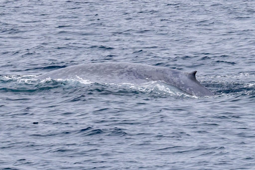 20250811 0K2A4815 | San Diego Whale Watch 19