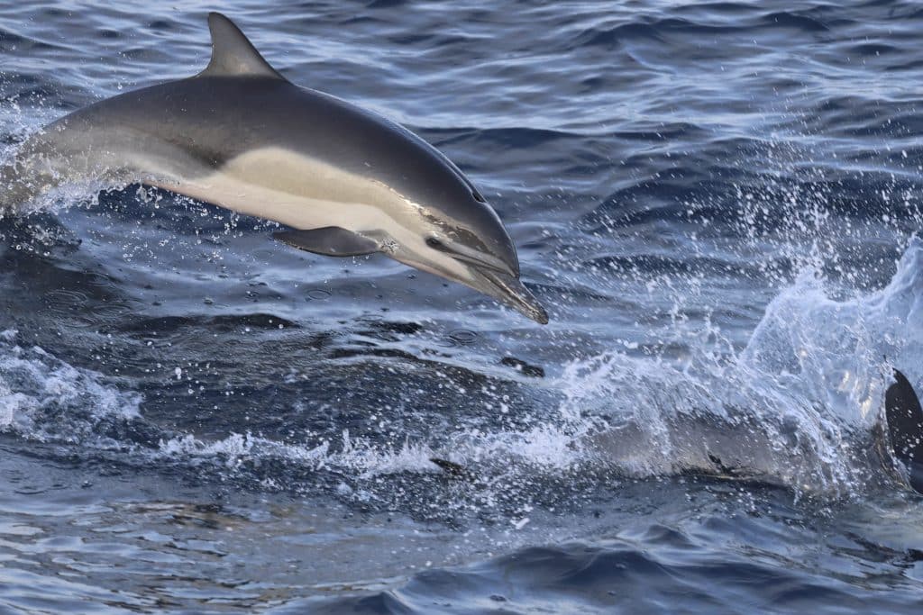 20250811 0K2A5144 | San Diego Whale Watch 27