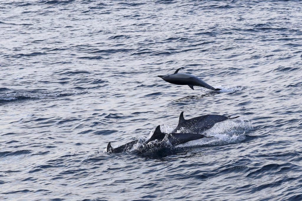 20250811 0K2A5565 | San Diego Whale Watch 23