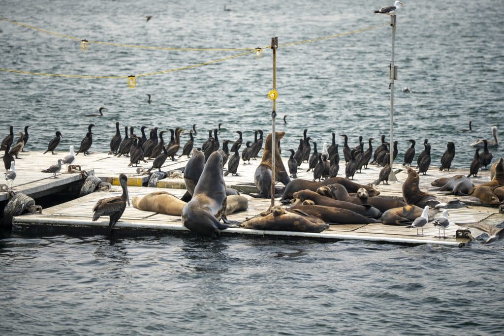 20250812 DSC2643 | San Diego Whale Watch 108