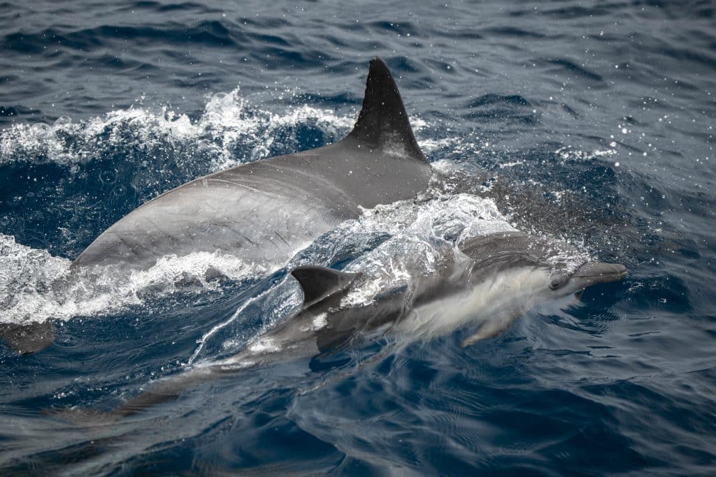 20250812 DSC2651 | San Diego Whale Watch 106