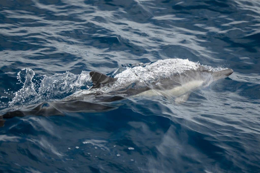 20250812 DSC2658 | San Diego Whale Watch 104