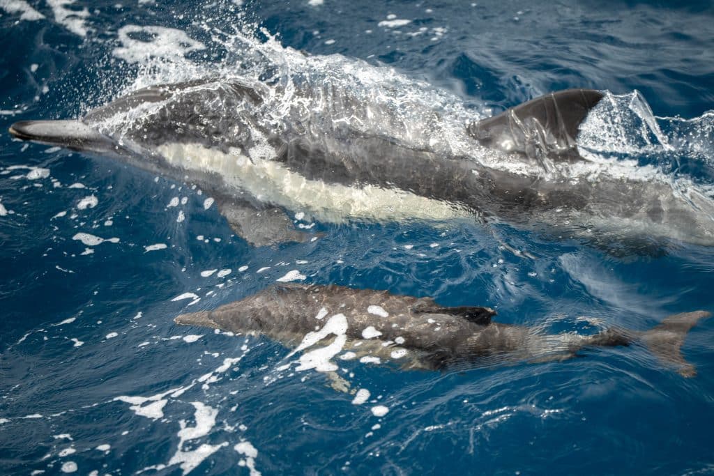 20250812 DSC2704 | San Diego Whale Watch 102
