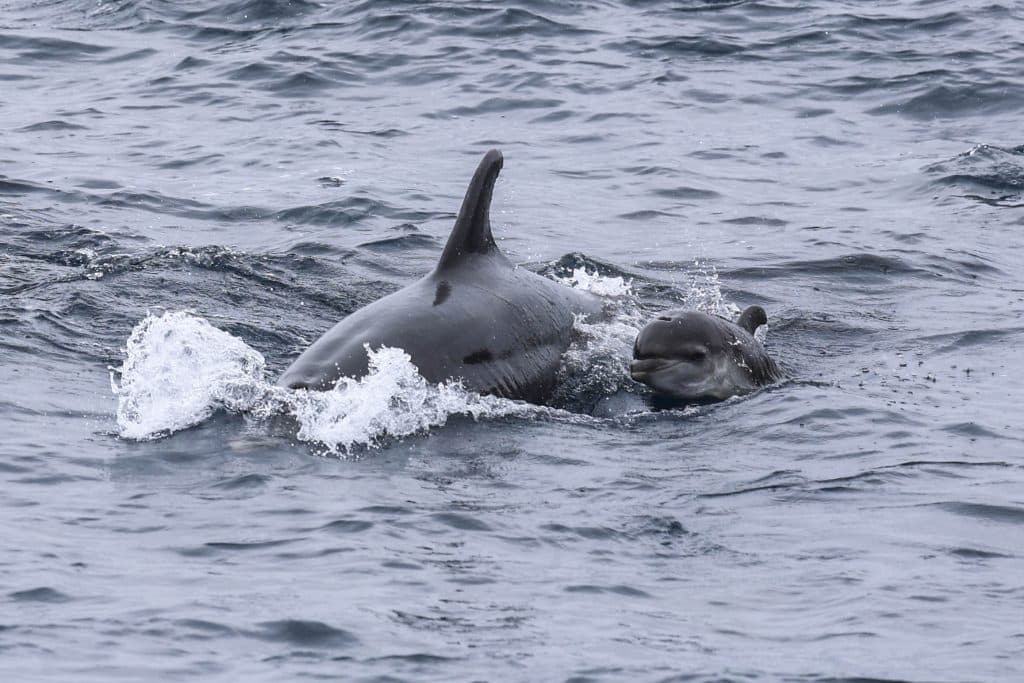 20250813 0K2A6034 | San Diego Whale Watch 87