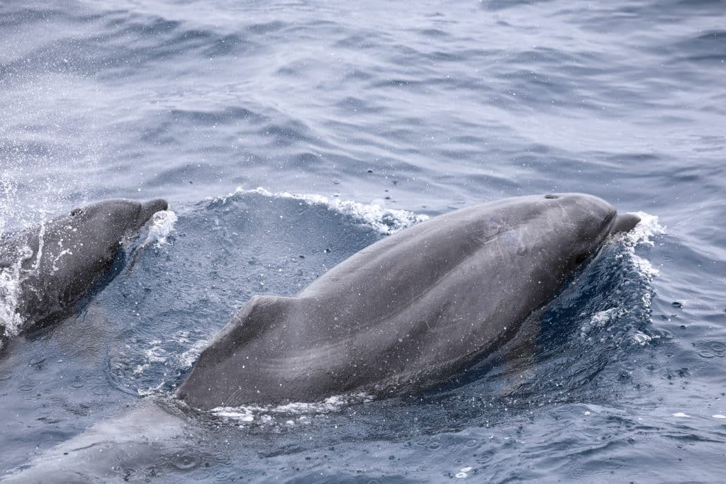 20250813 0K2A6370 | San Diego Whale Watch 85