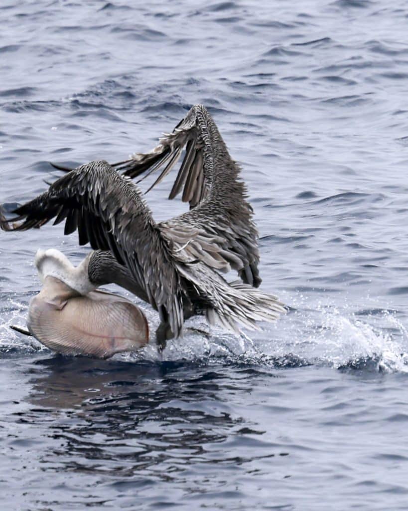 20250813 0K2A6521 | San Diego Whale Watch 83