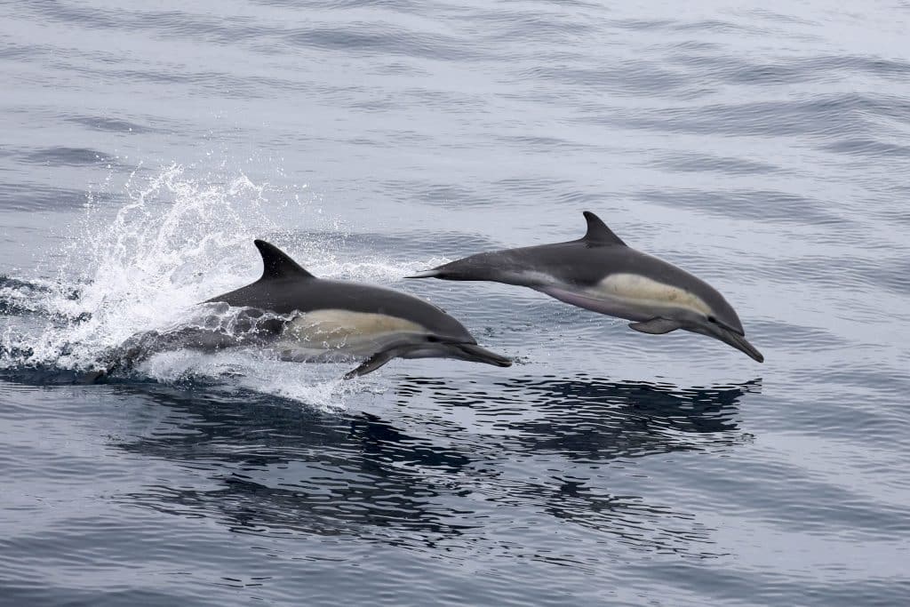 20250813 0K2A7215 | San Diego Whale Watch 81