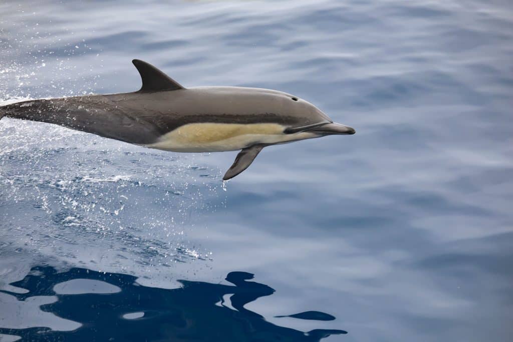 20250814 0K2A7561 | San Diego Whale Watch 66