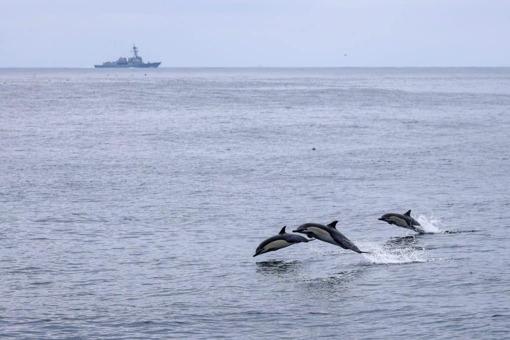 20250814 0K2A7695 | San Diego Whale Watch 64