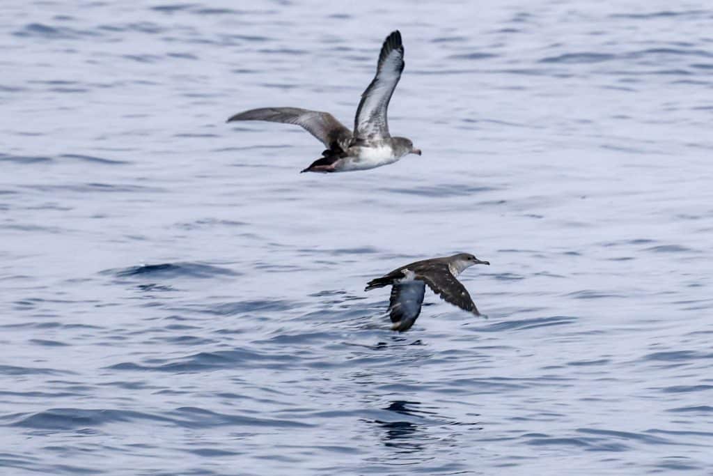 20250814 0K2A7888 | San Diego Whale Watch 72
