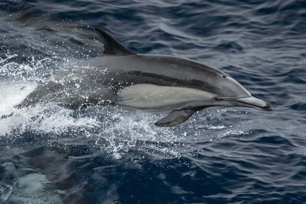 20250815 DSC2822 | San Diego Whale Watch 56