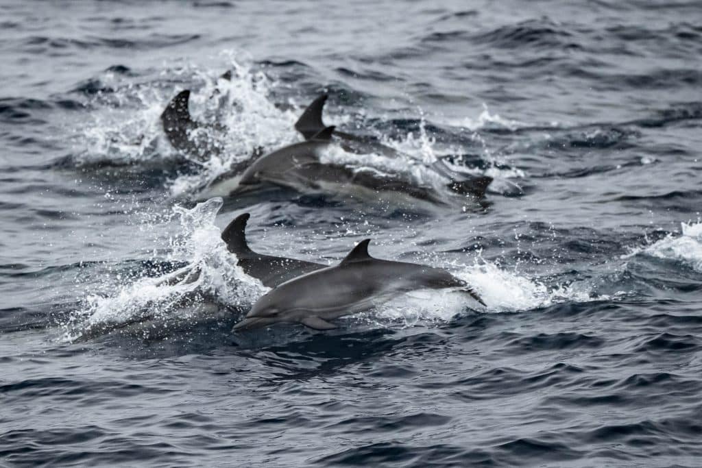 20250815 DSC2869 | San Diego Whale Watch 52