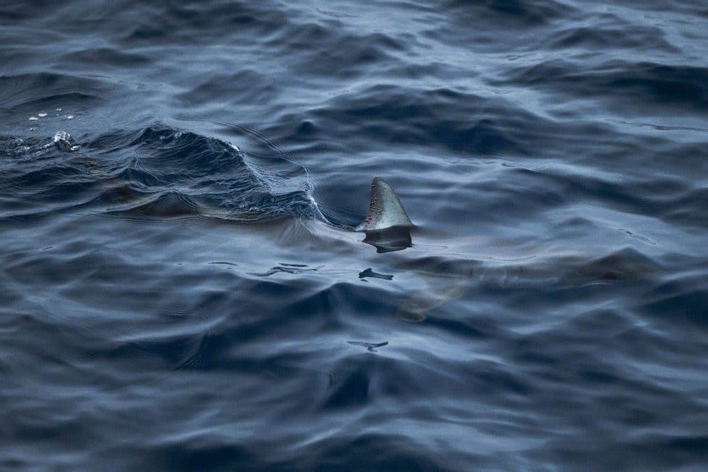 20250815 DSC2903 | San Diego Whale Watch 50