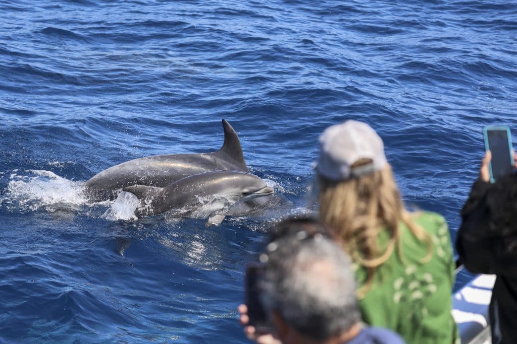 20250816 0K2A0078 | San Diego Whale Watch 36