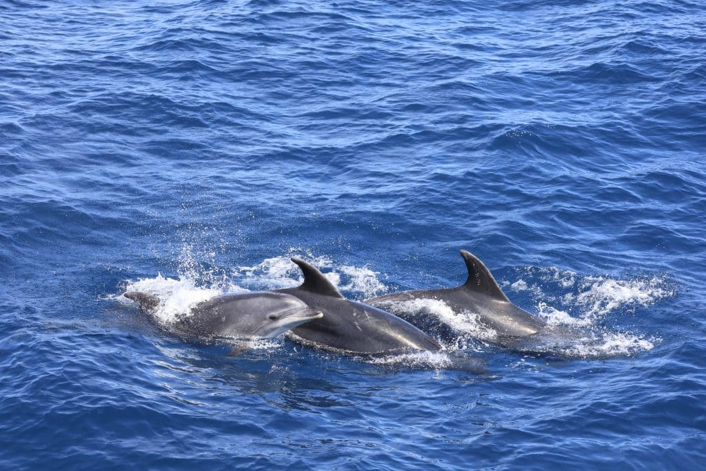 20250816 0K2A0132 | San Diego Whale Watch 34