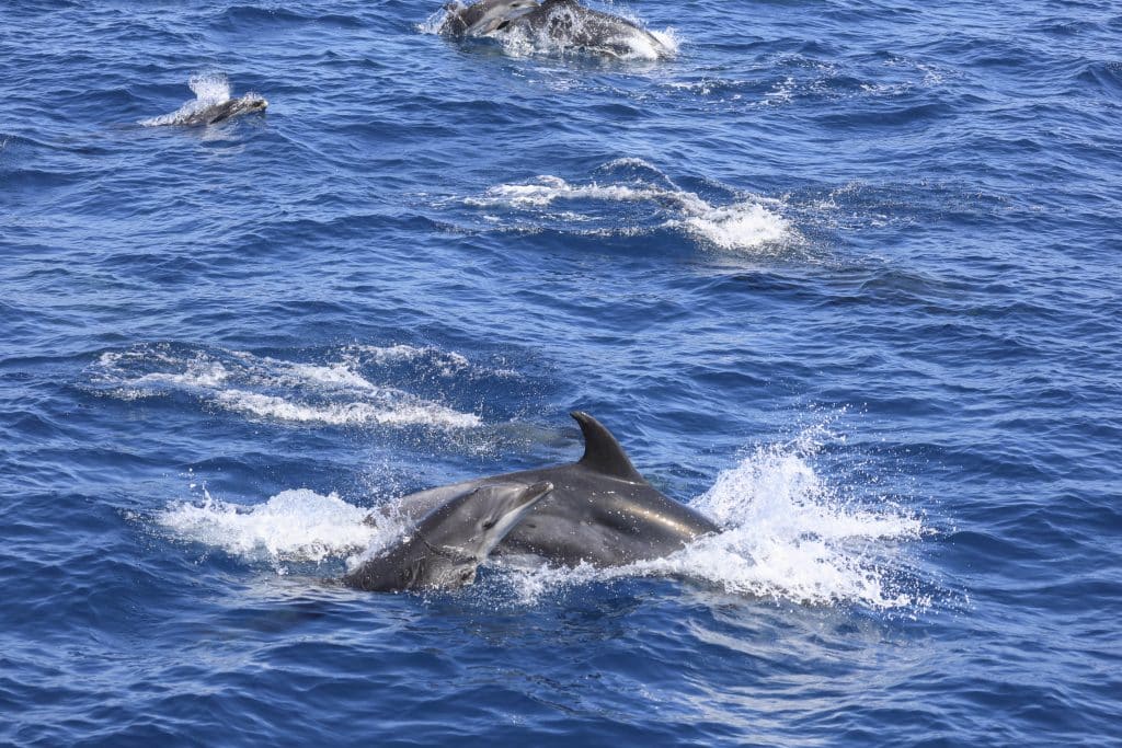 20250816 0K2A0175 | San Diego Whale Watch 32