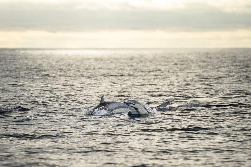 20250816 DSC3053 | San Diego Whale Watch 26