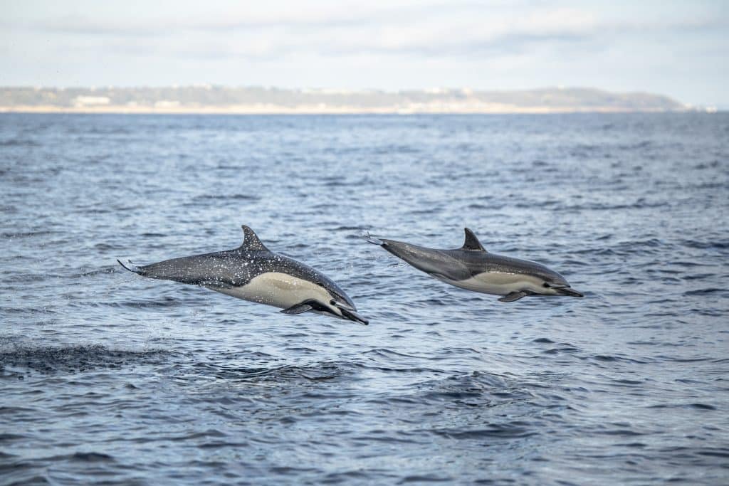 20250816 DSC3084 | San Diego Whale Watch 22