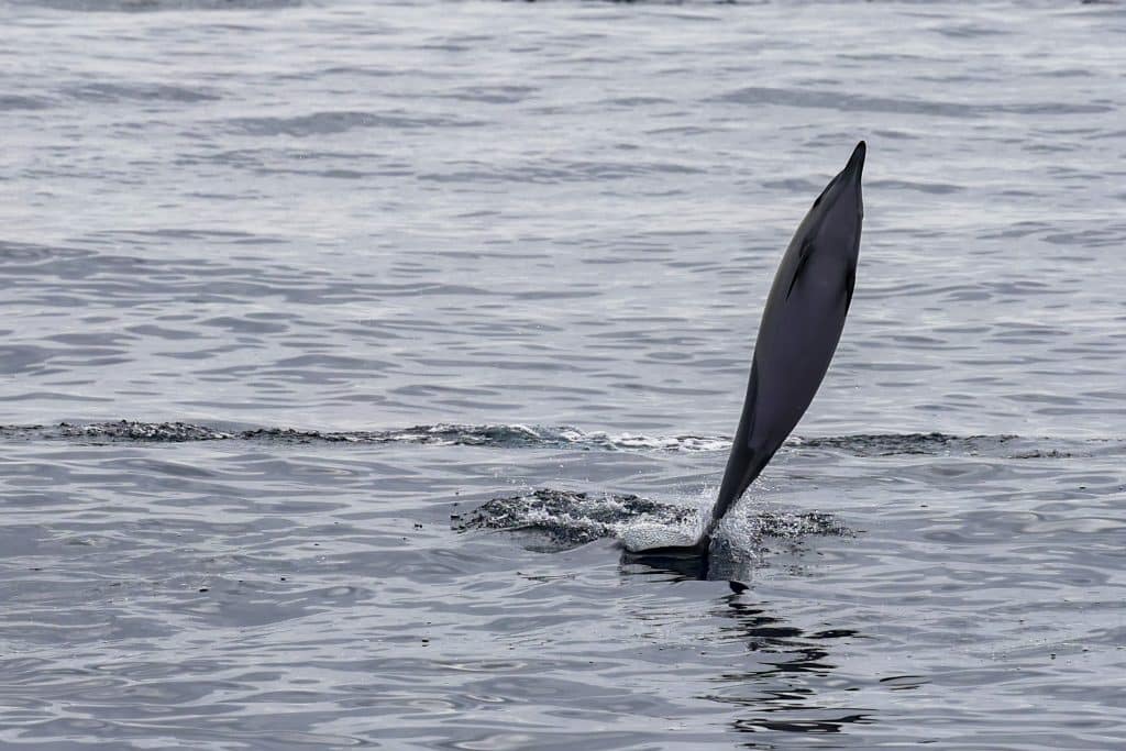 20250817 0K2A9538 | San Diego Whale Watch 12