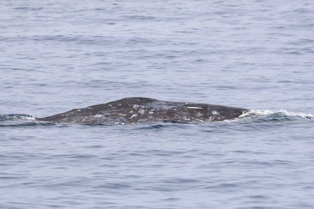 20250817 0K2A9698 | San Diego Whale Watch 10