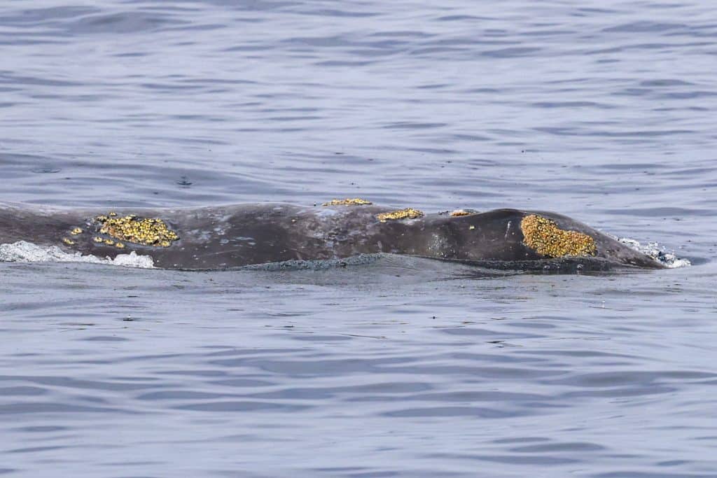 20250817 0K2A9704 | San Diego Whale Watch 8