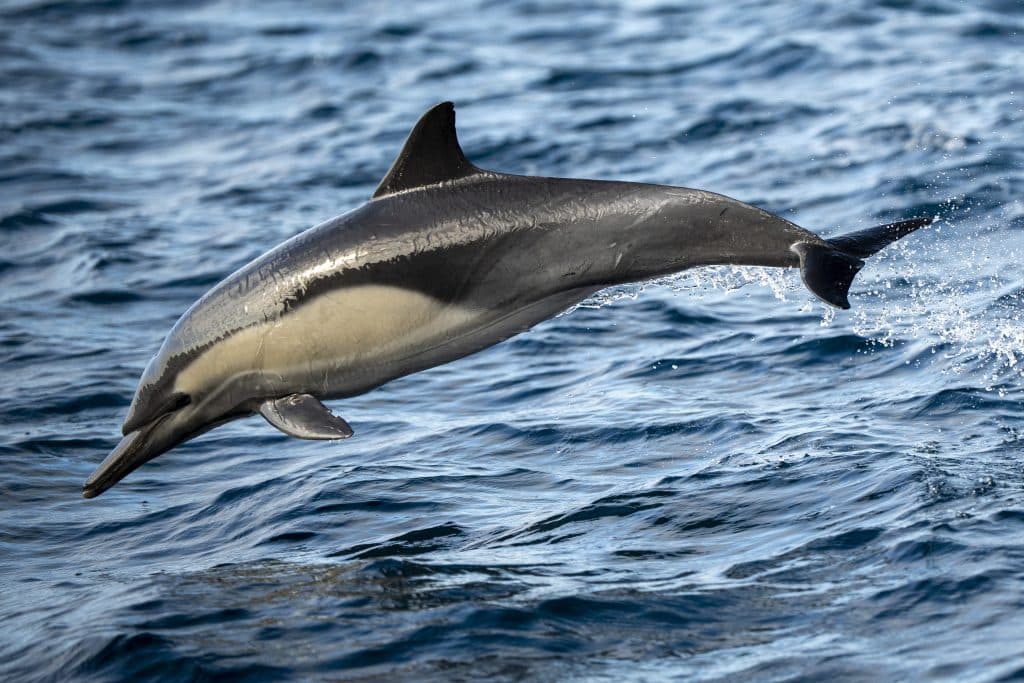 20250817 DSC3290 | San Diego Whale Watch 3