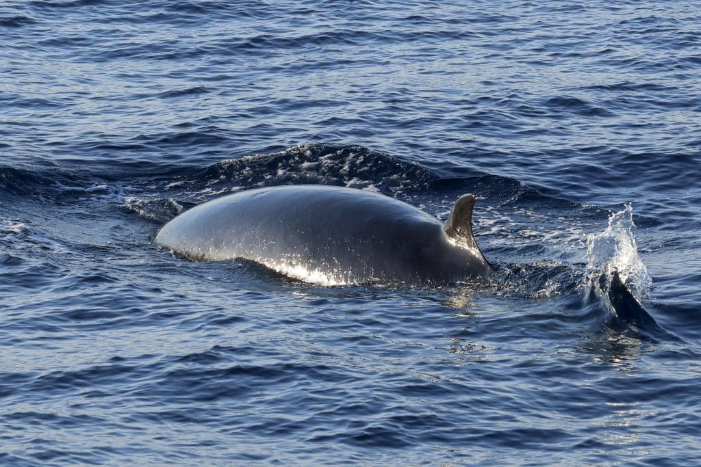 20250820 0K2A1658 | San Diego Whale Watch 13