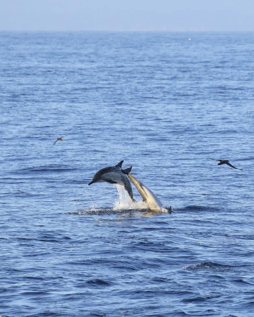 20250820 0K2A1910 | San Diego Whale Watch 17