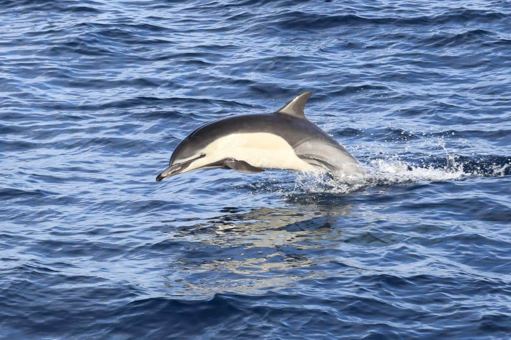 20250821 0K2A2427 | San Diego Whale Watch 30