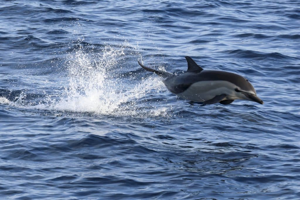 20250821 0K2A2590 | San Diego Whale Watch 32
