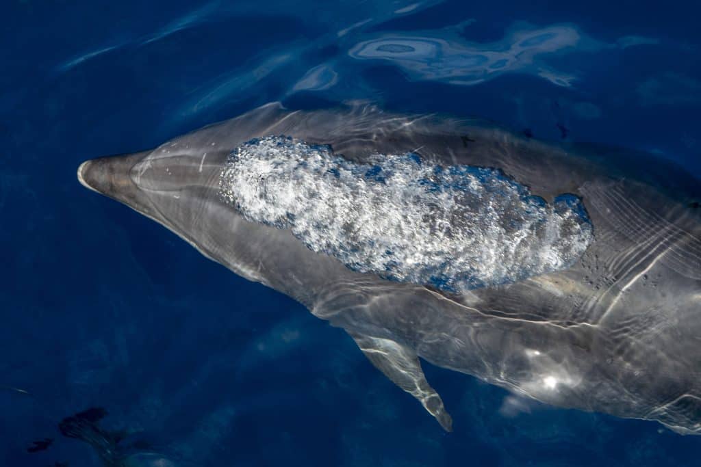 20250821 DSC3378 | San Diego Whale Watch 22