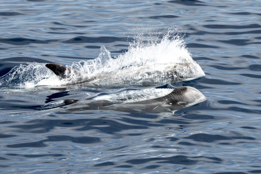 20250821 DSC3451 | San Diego Whale Watch 26