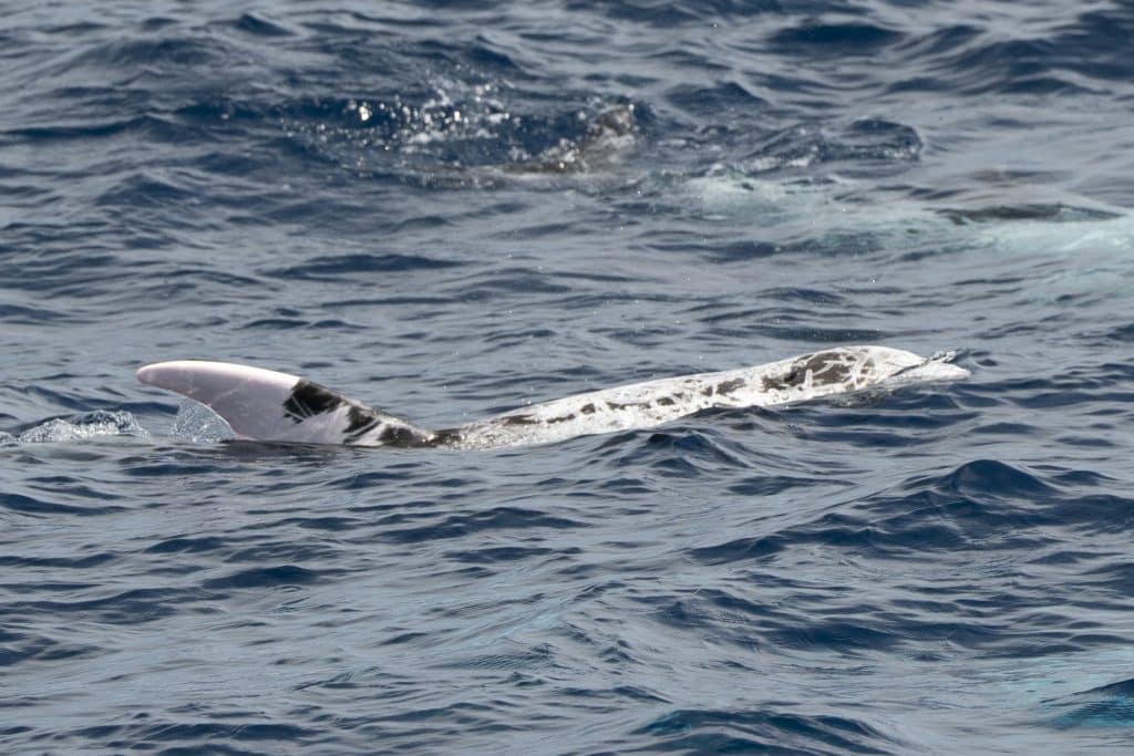 20250821 DSC3669 | San Diego Whale Watch 24
