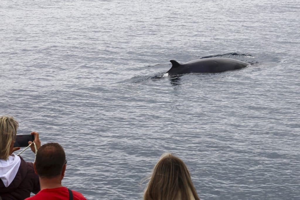 20250822 0K2A3216 | San Diego Whale Watch 16