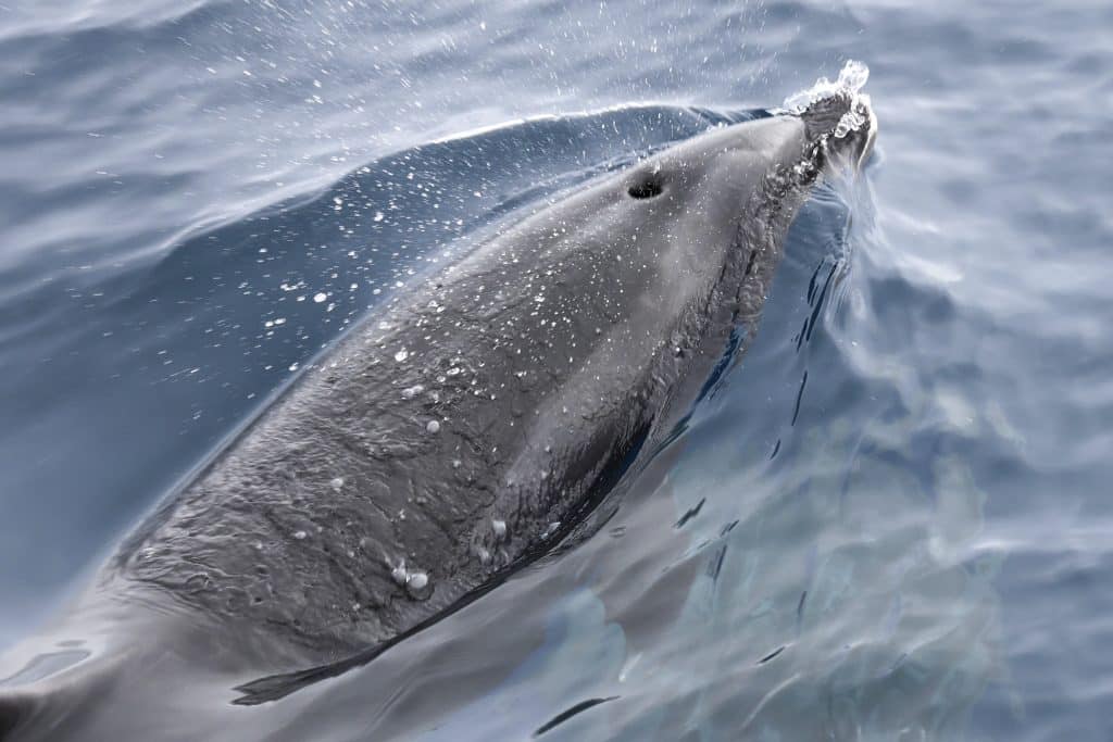 20250822 0K2A3314 | San Diego Whale Watch 18