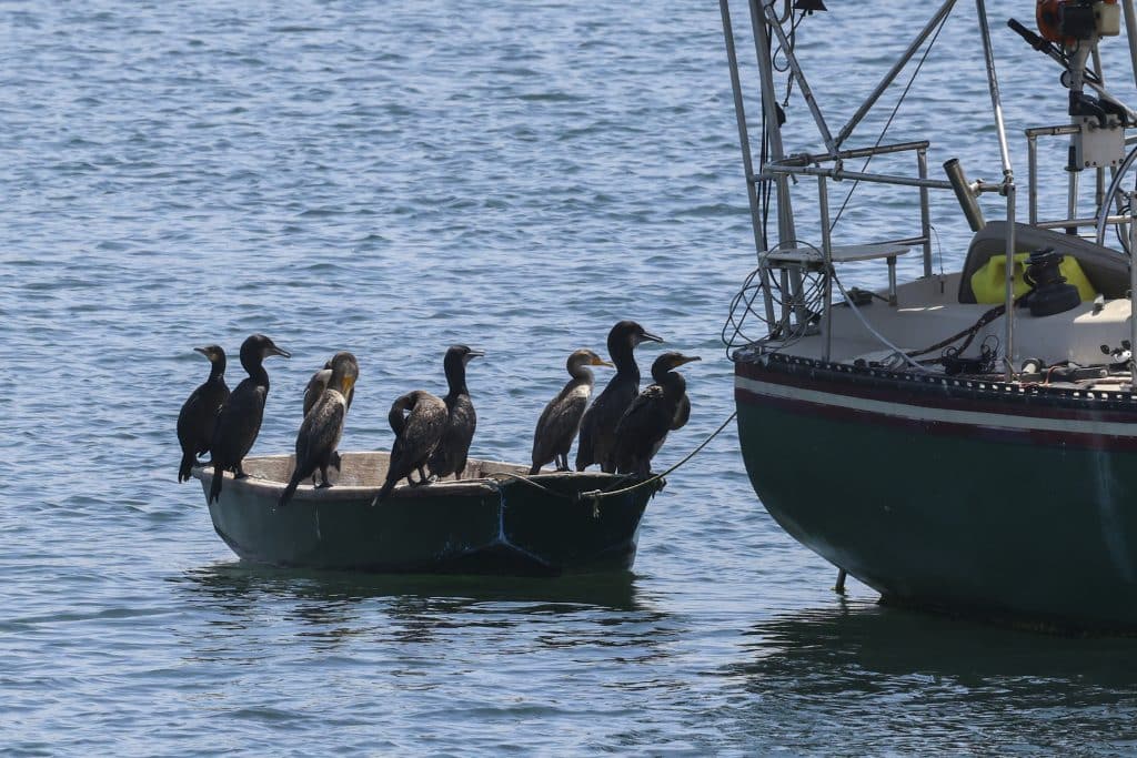 20250822 0K2A3767 1 | San Diego Whale Watch 24