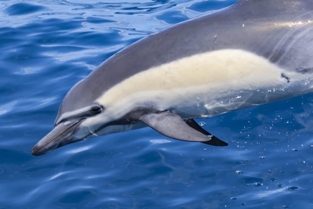 20250822 0K2A4023 2 | San Diego Whale Watch 18