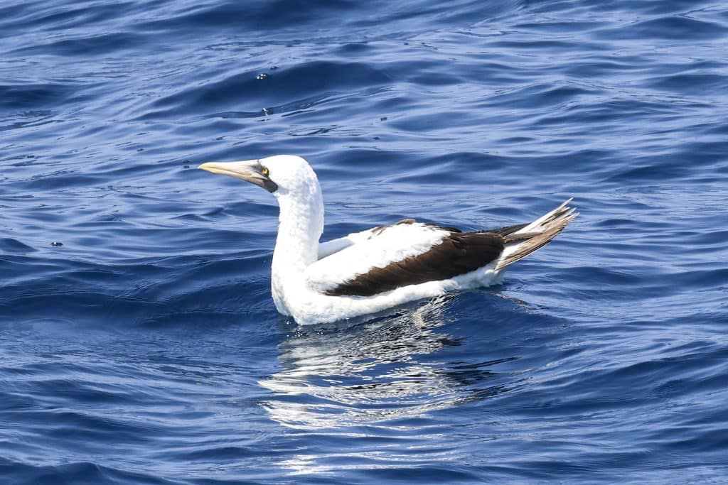 20250822 0K2A4105 2 | San Diego Whale Watch 16
