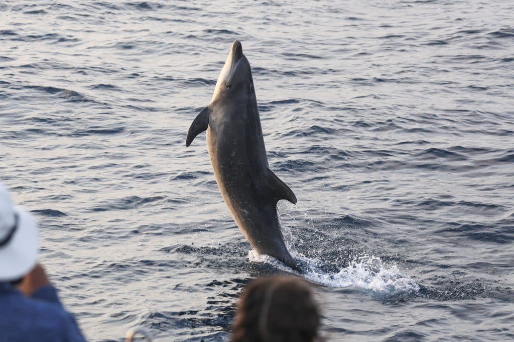 20250822 0K2A4822 | San Diego Whale Watch 20
