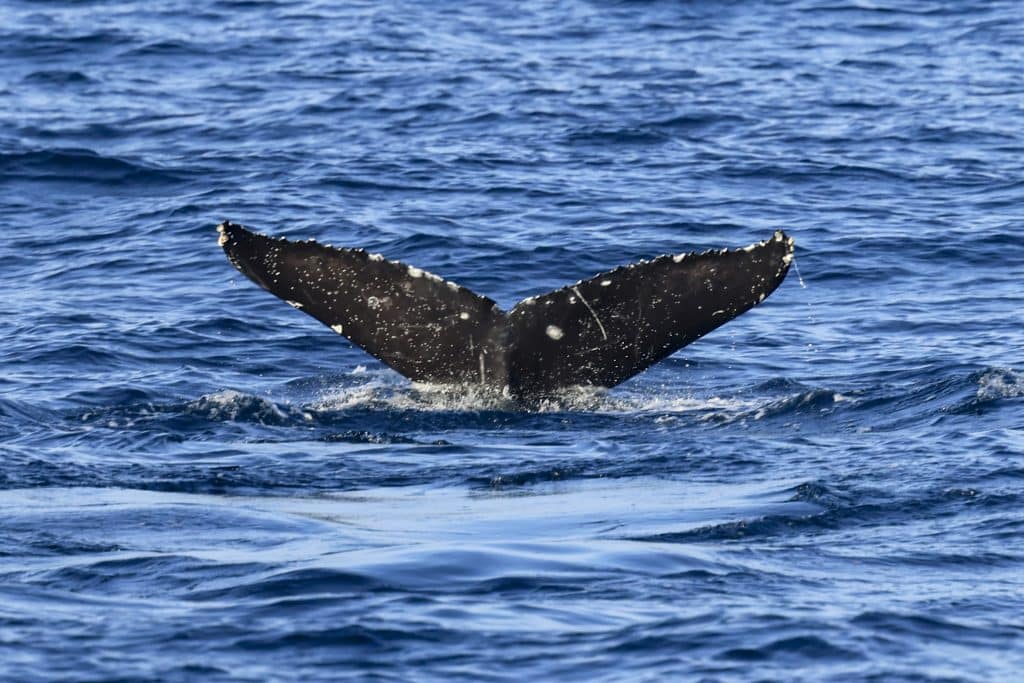 20250824 0K2A0291 | San Diego Whale Watch 20
