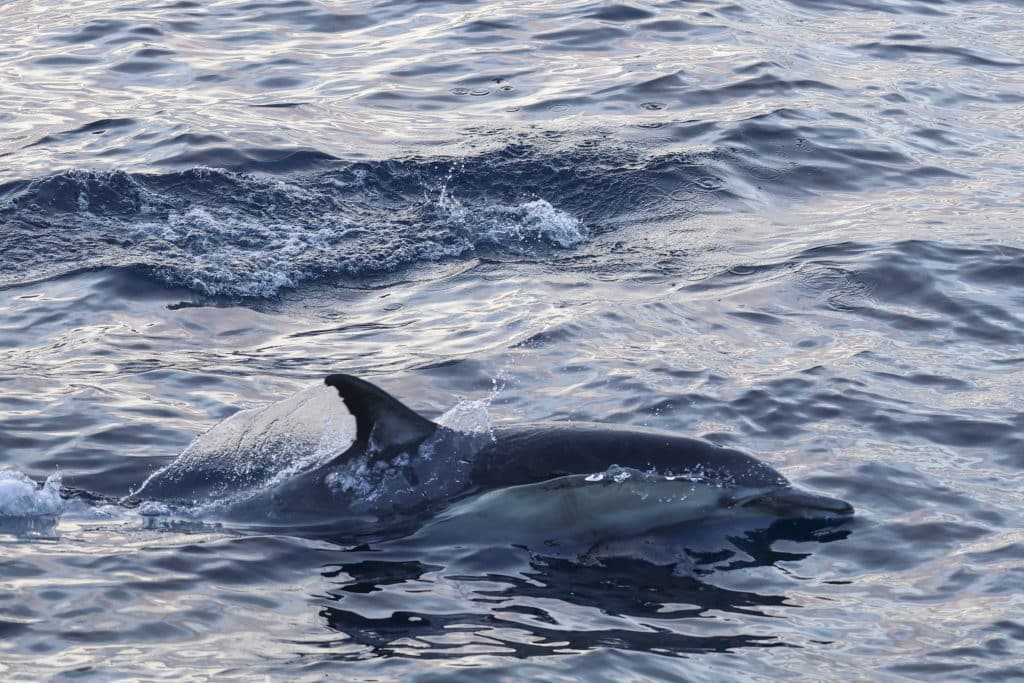 20250824 0K2A9277 | San Diego Whale Watch 24