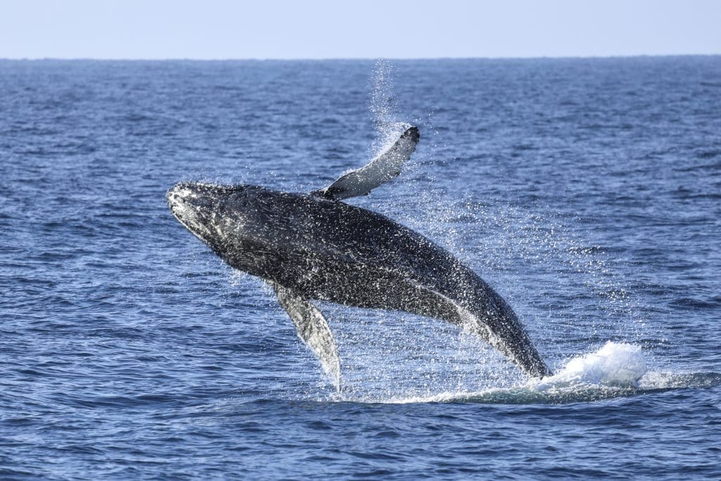 20250824 0K2A9405 | San Diego Whale Watch 16