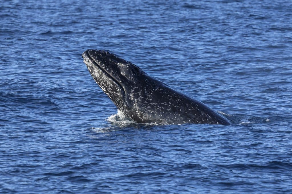 20250824 0K2A9652 | San Diego Whale Watch 18