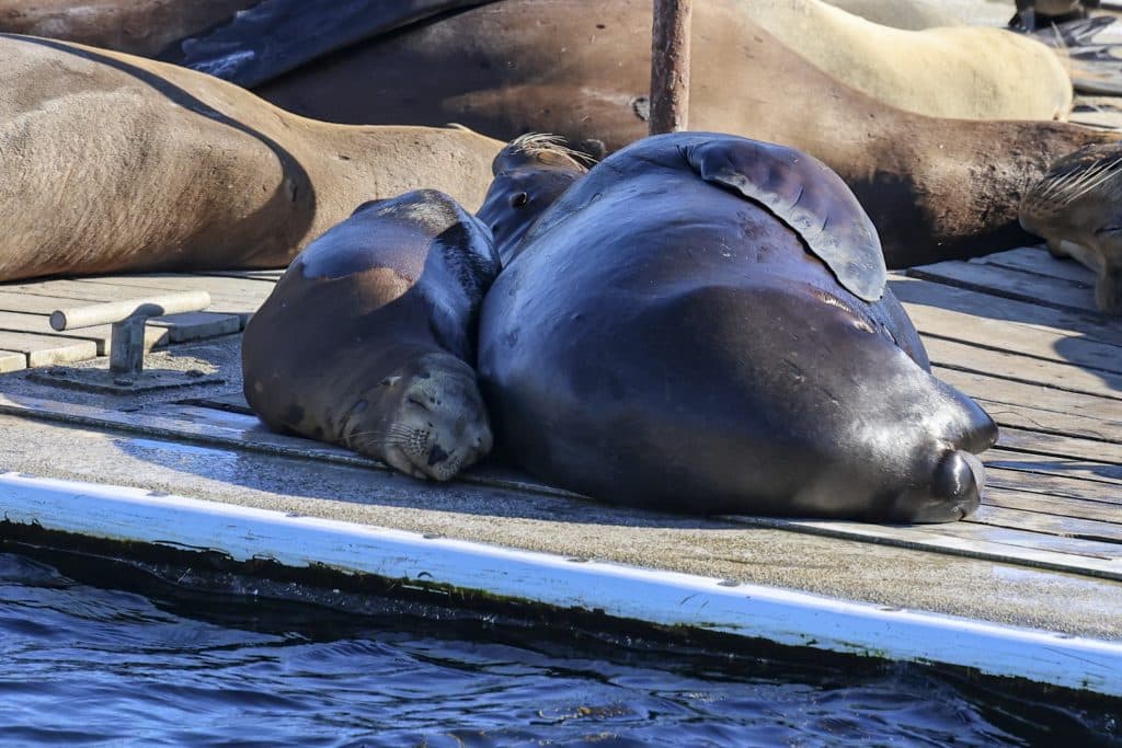 20250829 0K2A1846 | San Diego Whale Watch 26