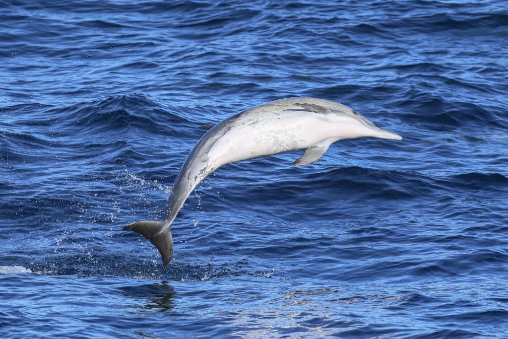 20250829 0K2A2021 | San Diego Whale Watch 24